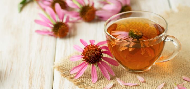 Echinacea flowers and tea