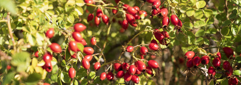 Discover Rosehips: A Journey to Chile with Bigelow Tea