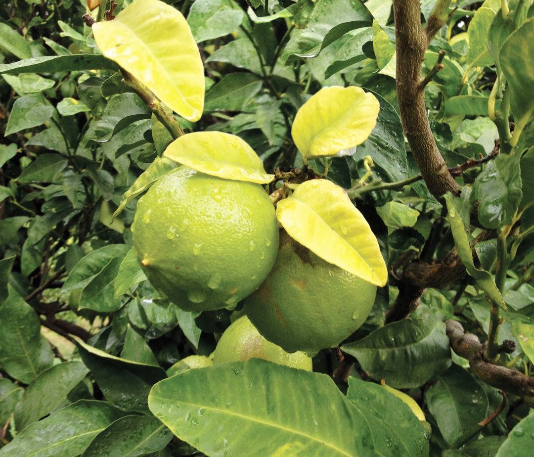 Bigelow Tea | Oil of Bergamot from the bergamot fruit in orchard