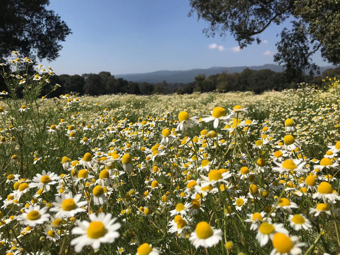 Bigelow Tea | Chamomile field where Bigelow gets the chamomile from