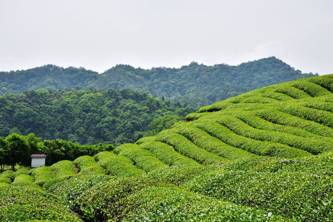 Bigelow Tea | Black Tea field in a high elevation garden