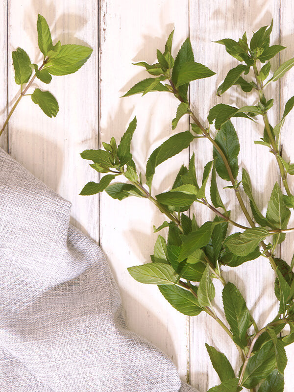 Bigelow Tea | Mint Teas - Image of mint leaves on a table