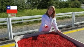 Video of Discovering Rose hips with Cindi Bigelow from Bigelow Tea